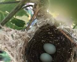 小鸟在树上筑巢